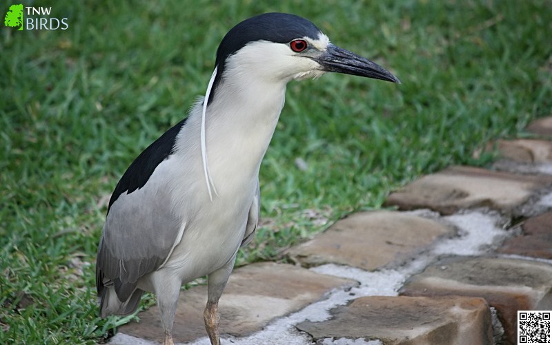 Black-crowned Night Heron